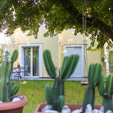 Amarylis Elaionas (Achaia)