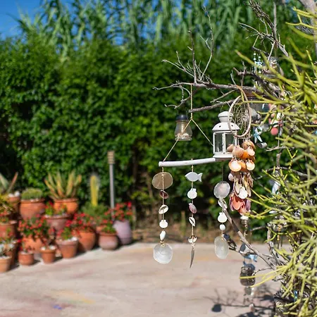 Amarylis Elaionas (Achaia)