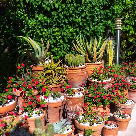 Amarylis Elaionas (Achaia)