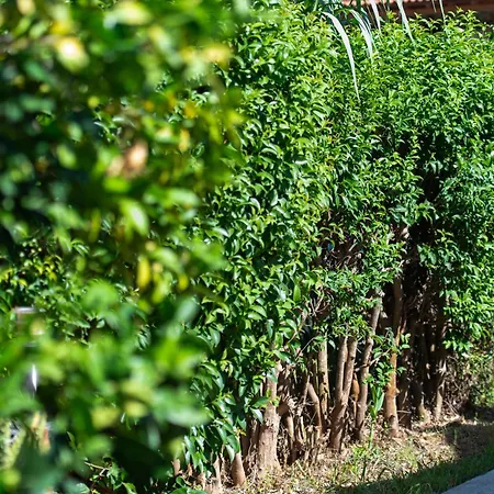 Amarylis Hotel apartamentowy 3*