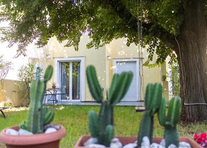 Amarylis Elaionas (Achaia)